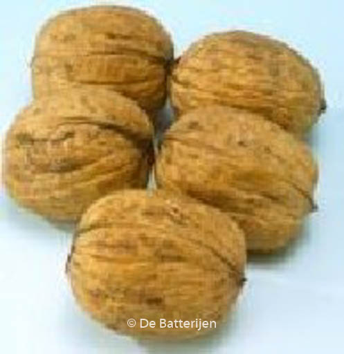 Juglans regia ‘Buccaneer’