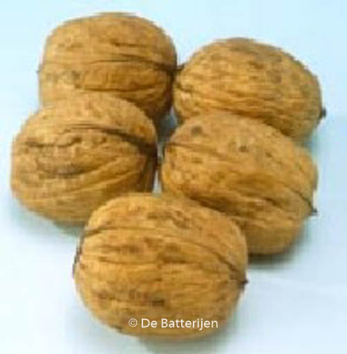 Juglans regia ‘Rita’