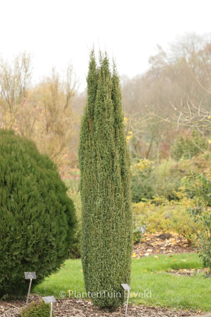 Juniperus communis ‘Arnold’