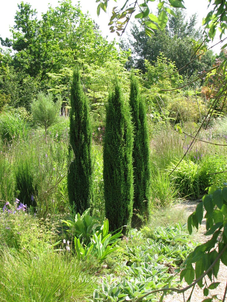 Juniperus communis ‘Compressa’