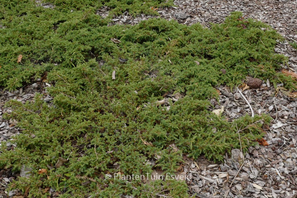 Juniperus communis ‘Green Carpet’