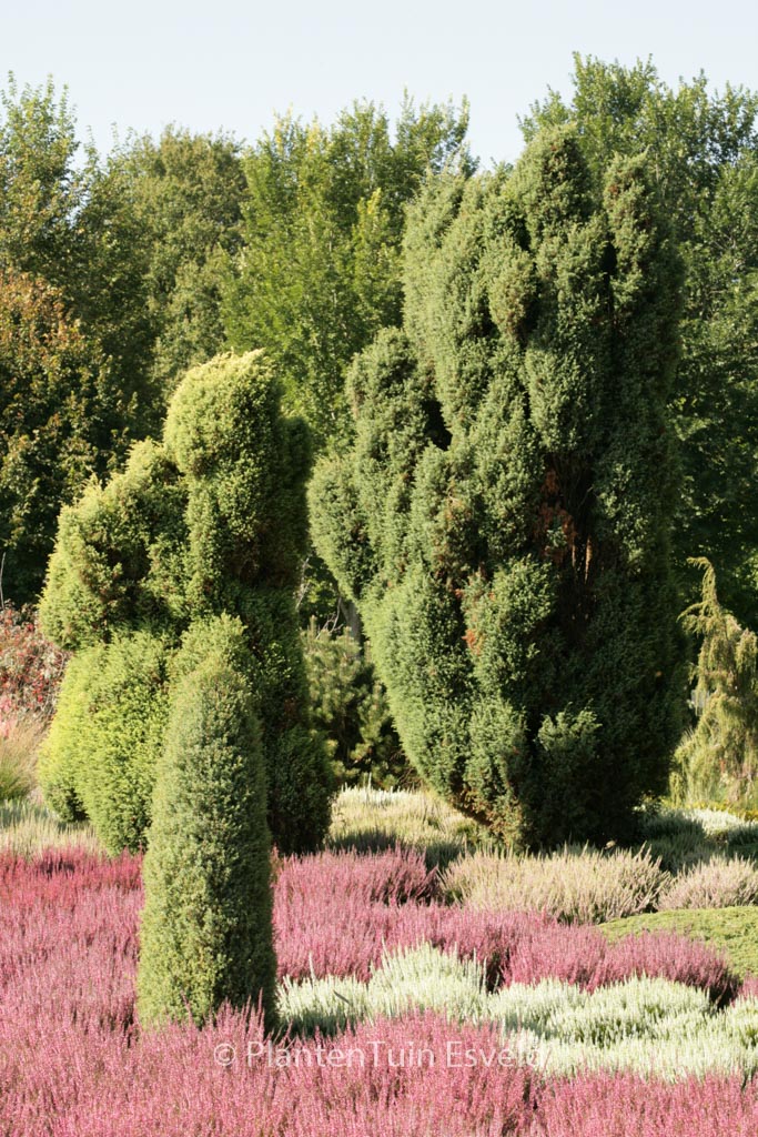 Juniperus communis ‘Hibernica’