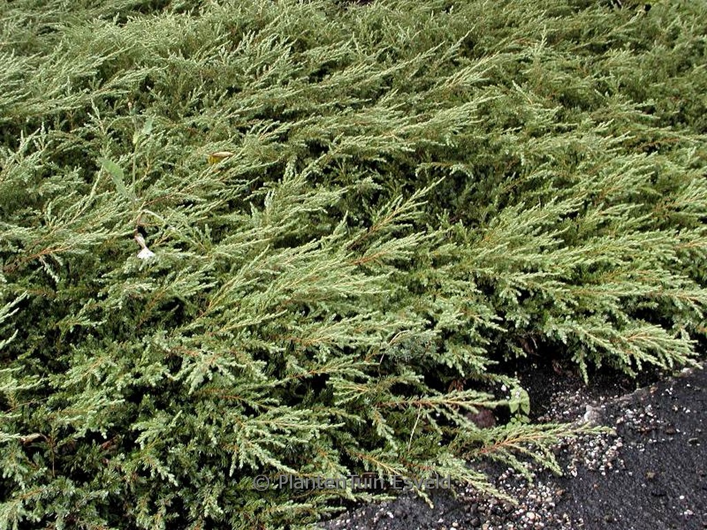 Juniperus communis ‘Repanda’