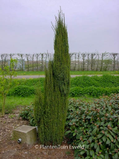 Juniperus communis ‘Sentinel’
