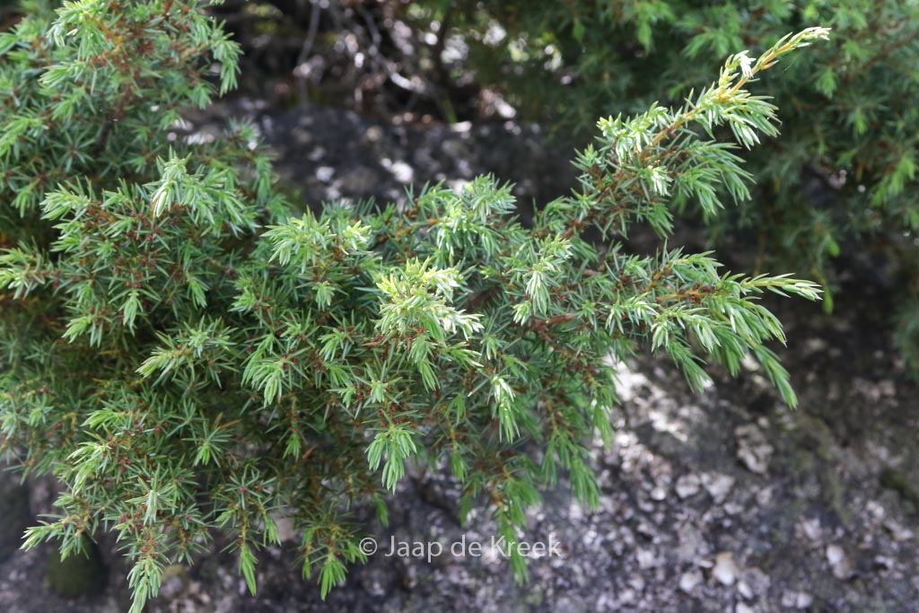 Juniperus communis