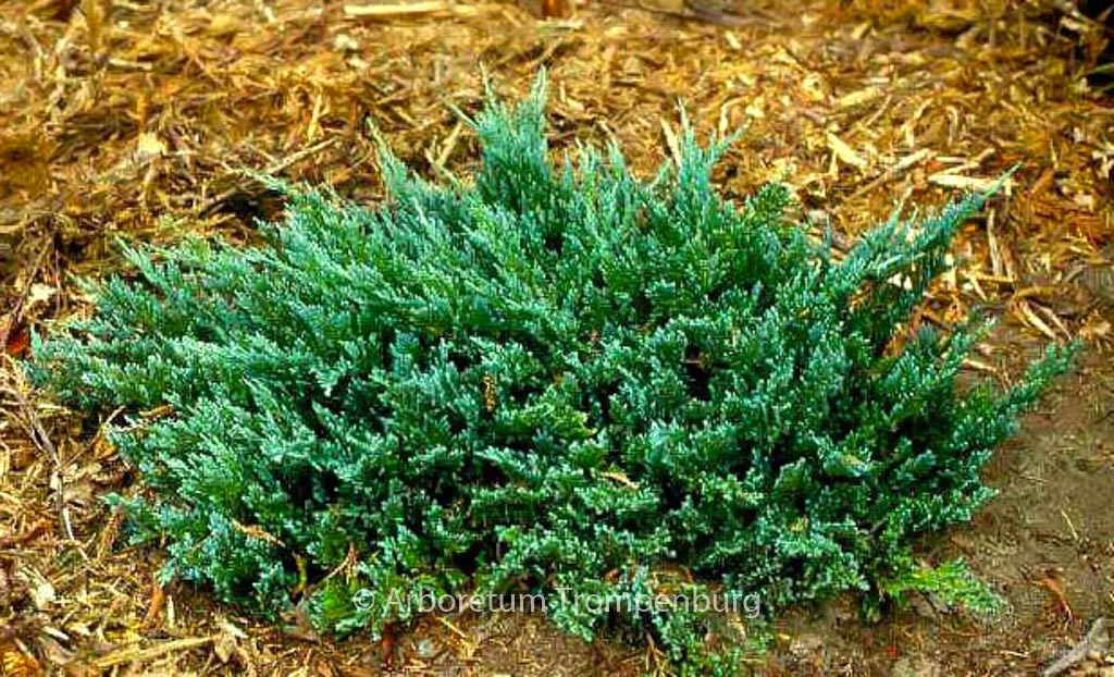 Juniperus horizontalis ‘Blue Chip’