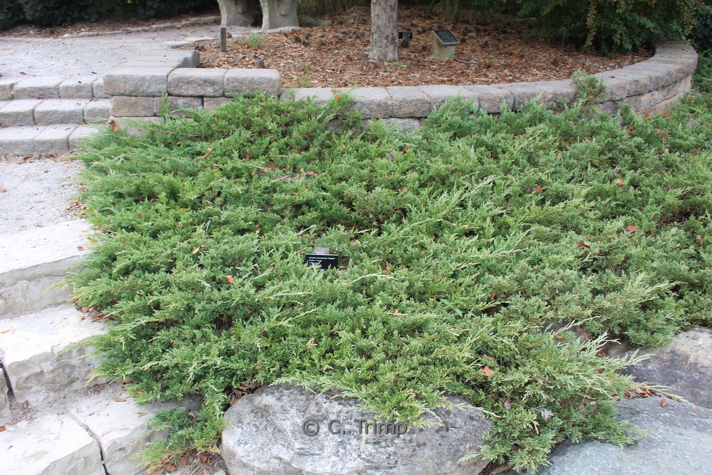 Juniperus horizontalis ‘Hughes’