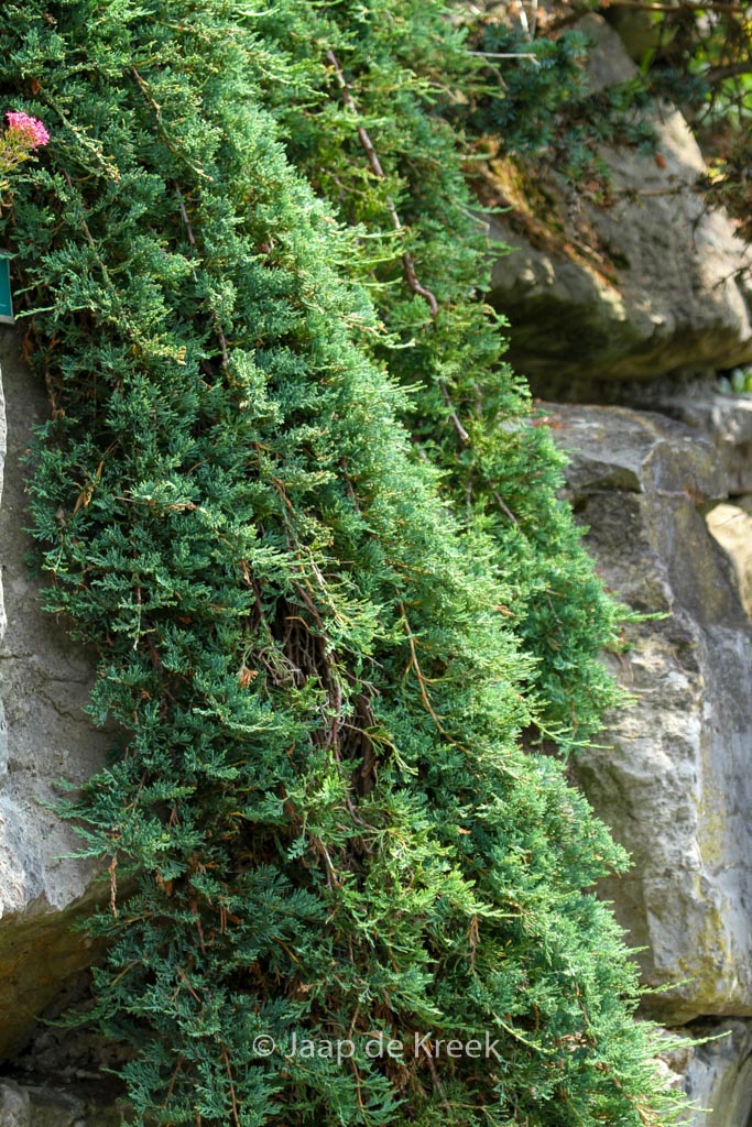 Juniperus horizontalis ‘Wiltonii’