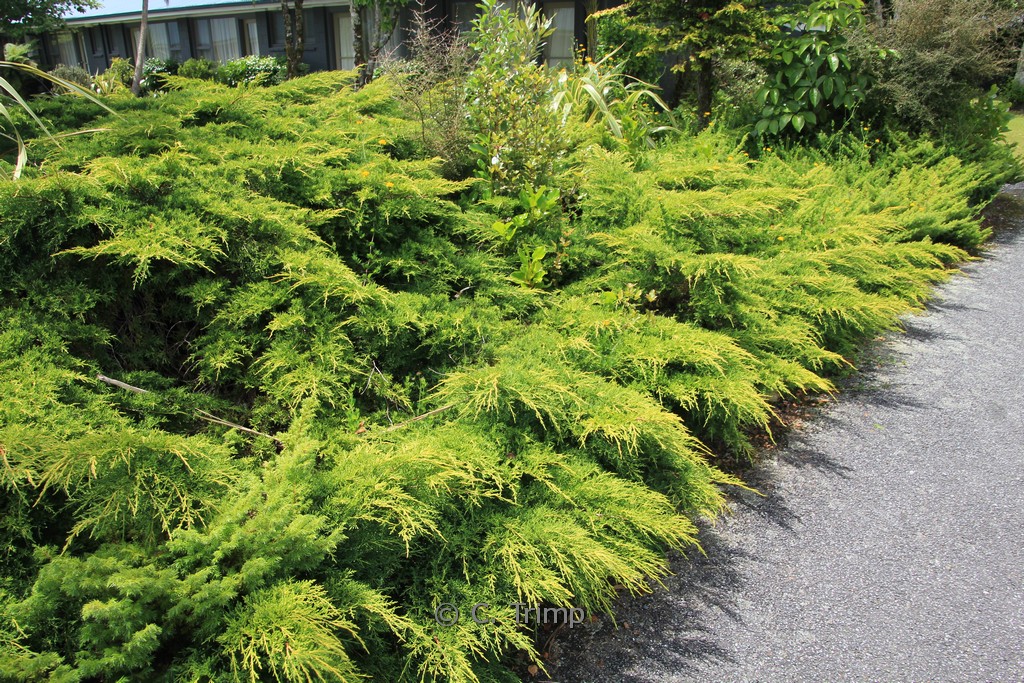 Juniperus pfitzeriana ‘Old Gold’