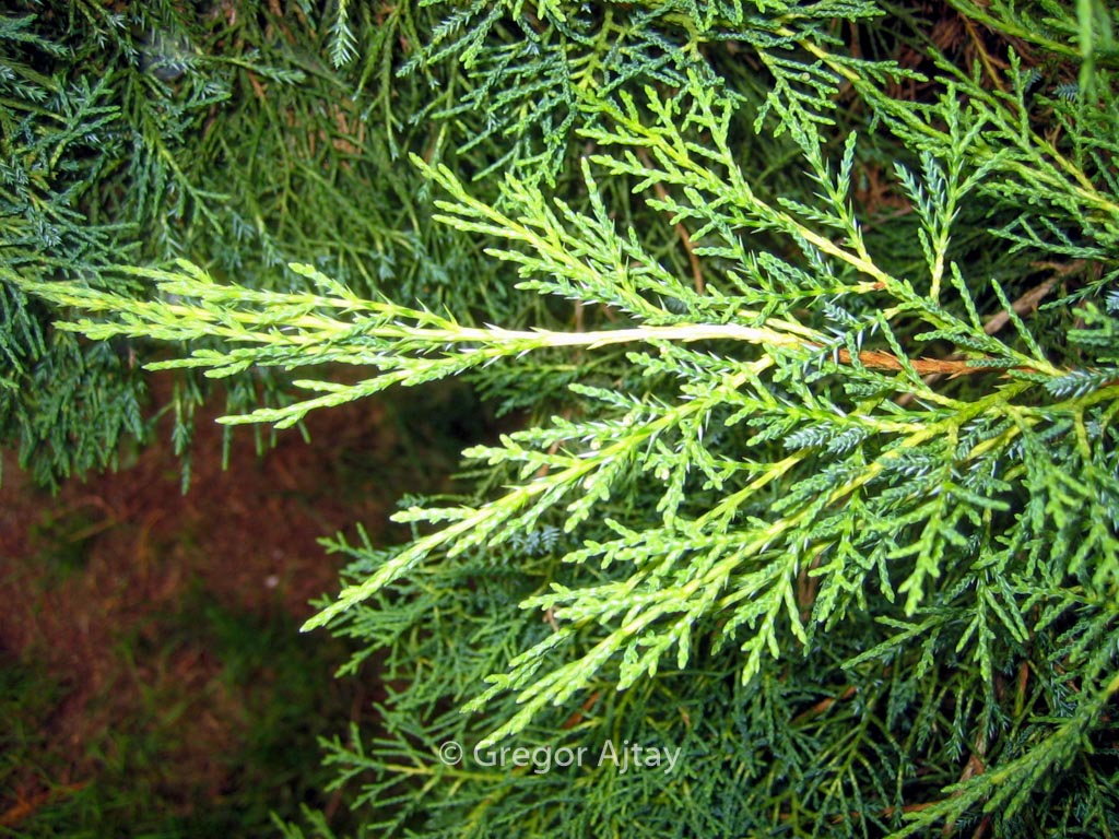 Juniperus pfitzeriana ‘Pfitzeriana Aurea’