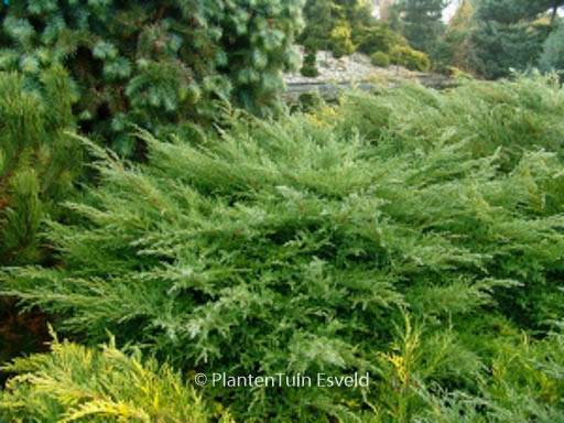 Juniperus pfitzeriana ‘Pfitzeriana Compacta’