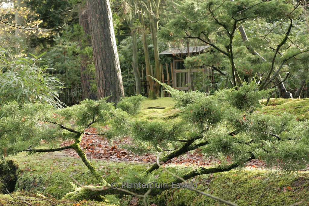 Juniperus pfitzeriana ‘Wilhelm Pfitzer’