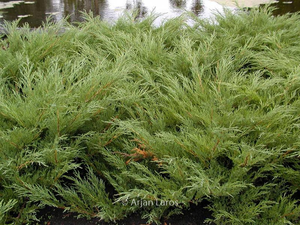 Juniperus sabina ‘Hicksii’