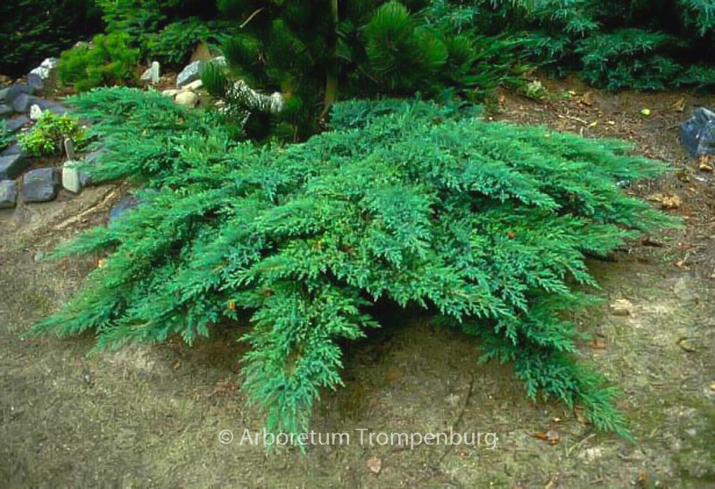 Juniperus sabina ‘Rockery Gem’