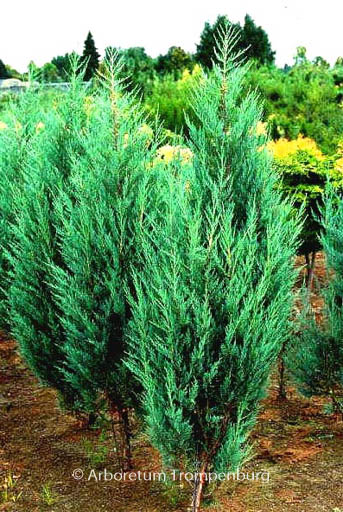 Juniperus scopulorum ‘Moonglow’