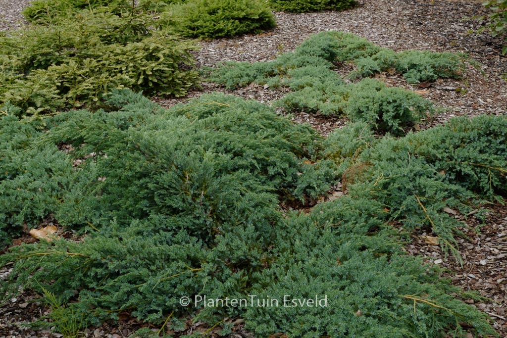 Juniperus squamata ‘Blue Carpet’