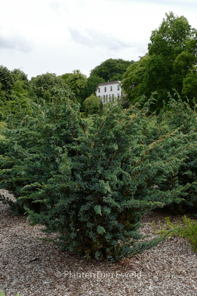 Juniperus squamata ‘Meyeri’