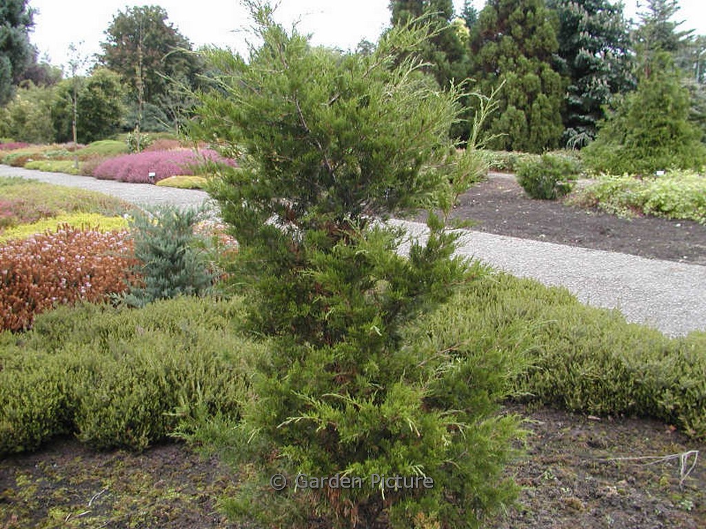 Juniperus virginiana ‘Canaertii’