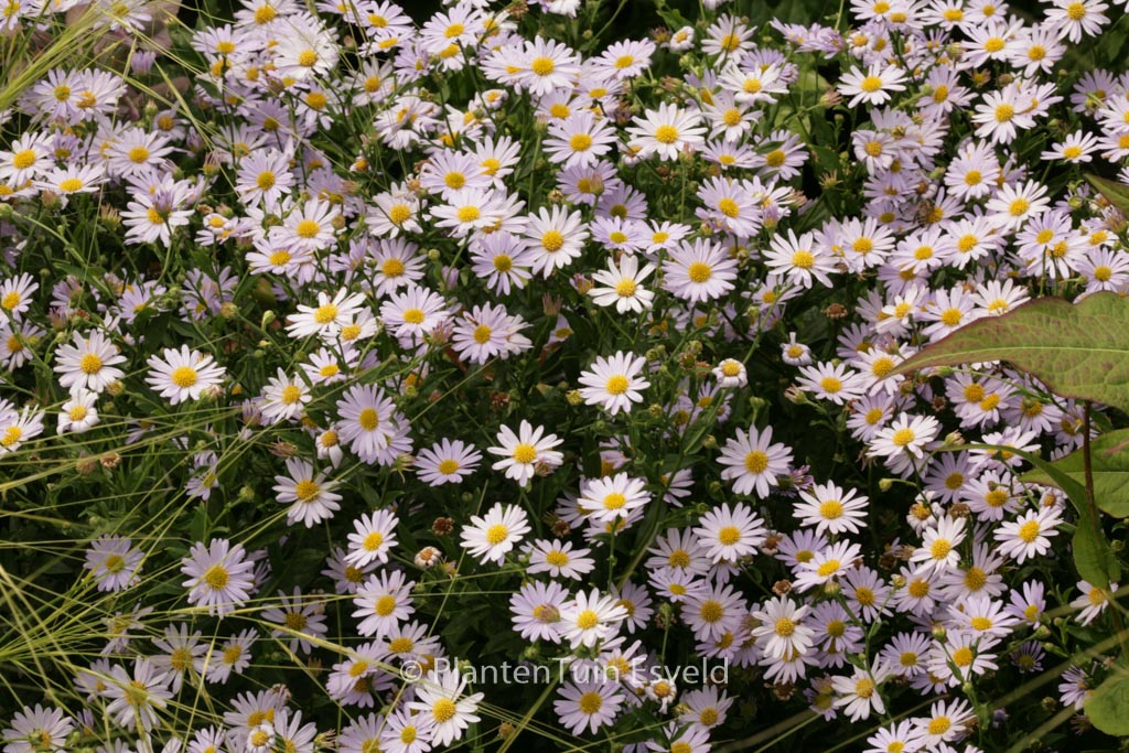 Kalimeris incisa ‘Blue Star’