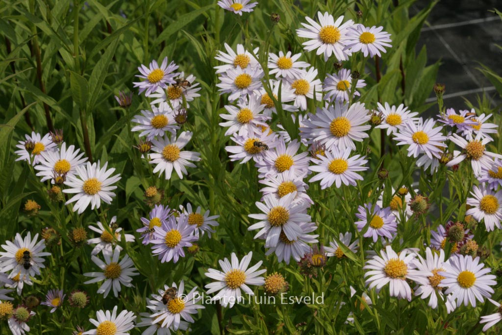 Kalimeris incisa ‘Charlotte’