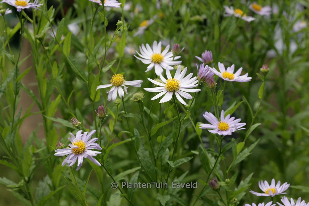 Kalimeris incisa ‘Juergen Wever’