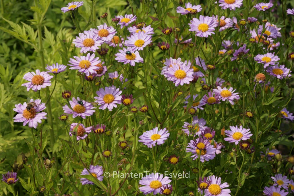 Kalimeris mongolica ‘Antonia’