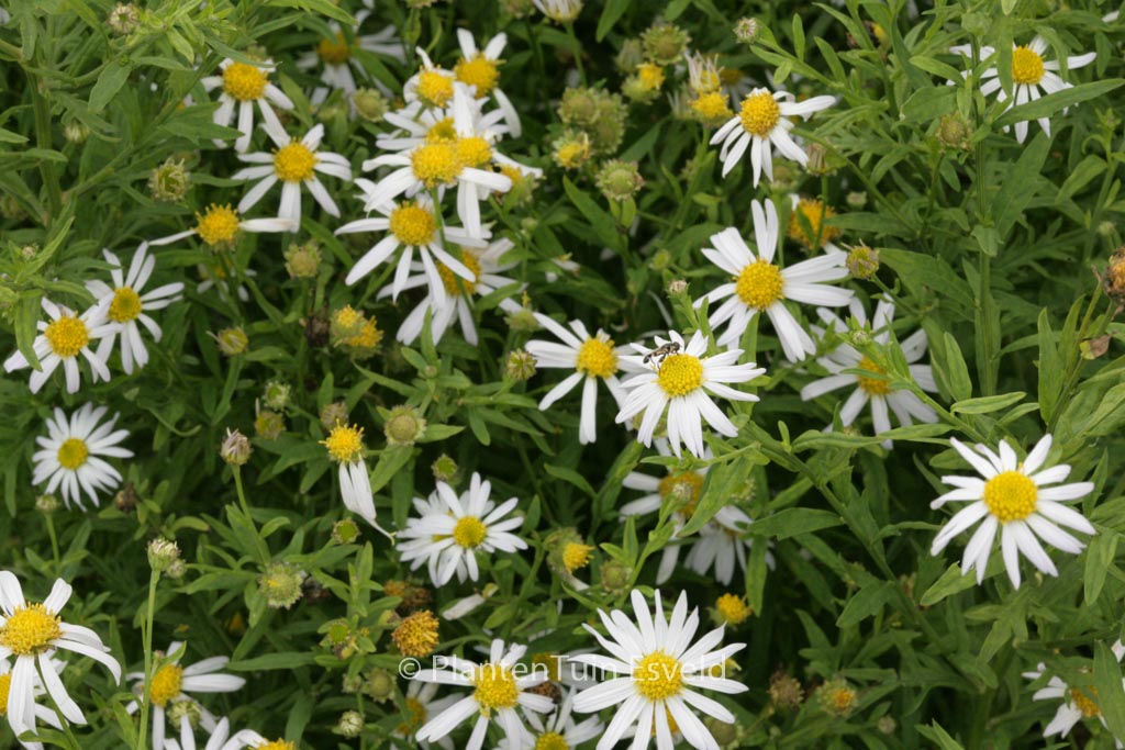 Kalimeris mongolica ‘Mon Jardin’