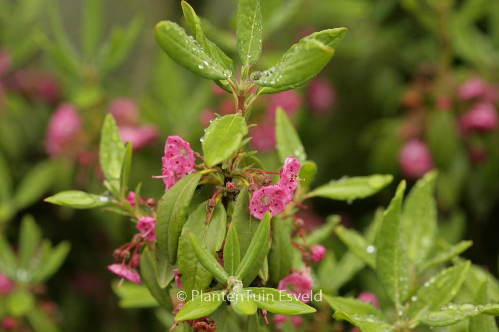 Kalmia angustifolia ‘Compacta’