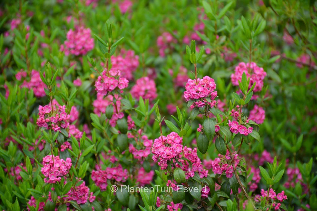 Kalmia angustifolia ‘Rubra’