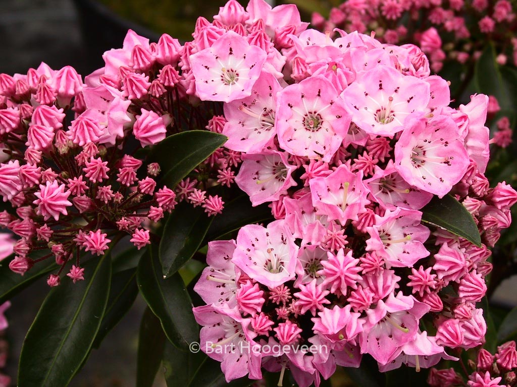 Kalmia latifolia ‘Bridesmaid’