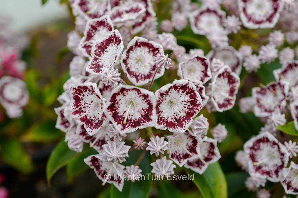 Kalmia latifolia ‘Kardinal’
