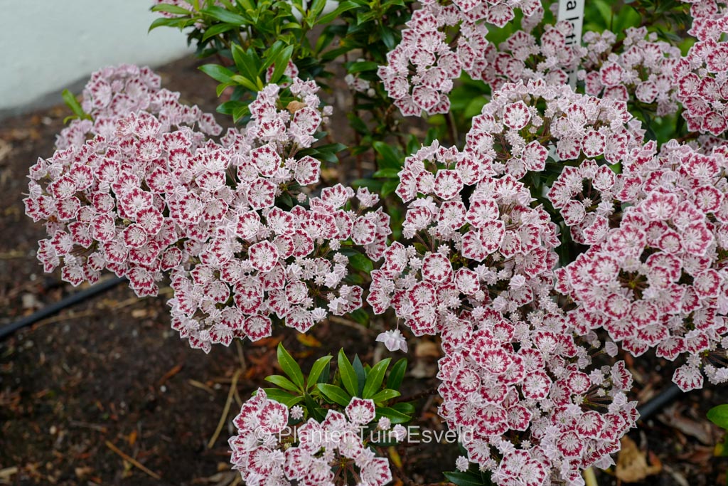 Kalmia latifolia ‘Minuet’