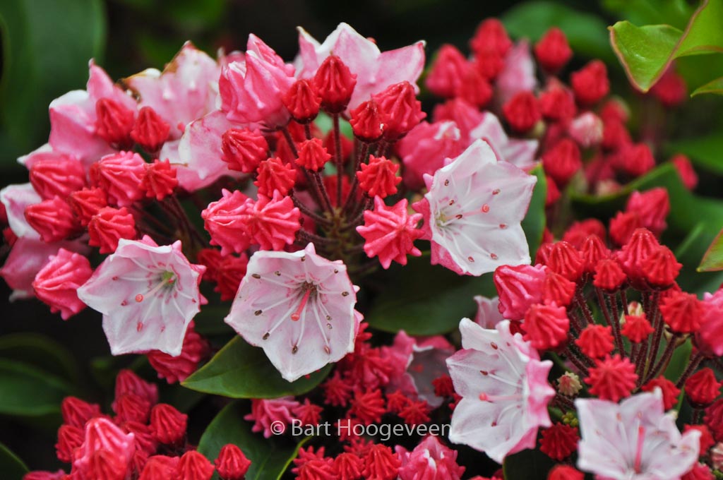 Kalmia latifolia ‘Ostbo Red’