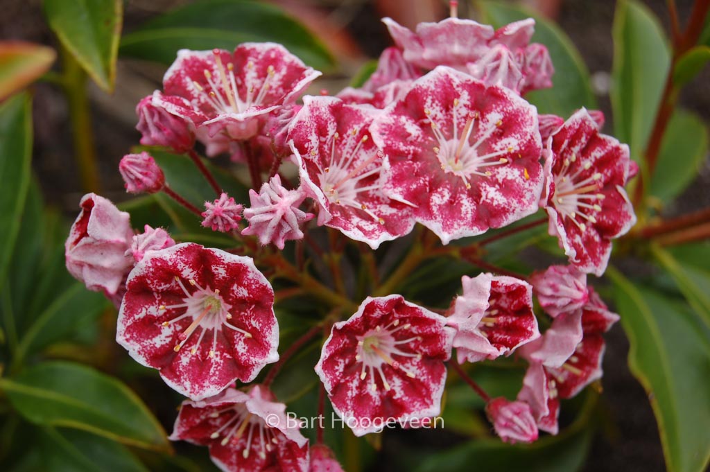 Kalmia latifolia ‘Pinwheel’