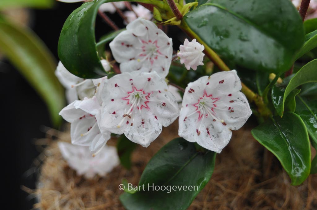 Kalmia latifolia ‘Zebulon’