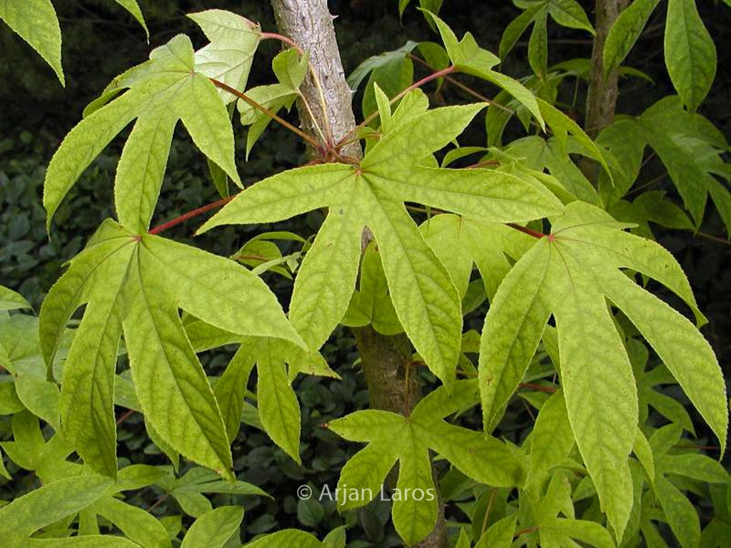 Kalopanax septemlobus maximowiczii