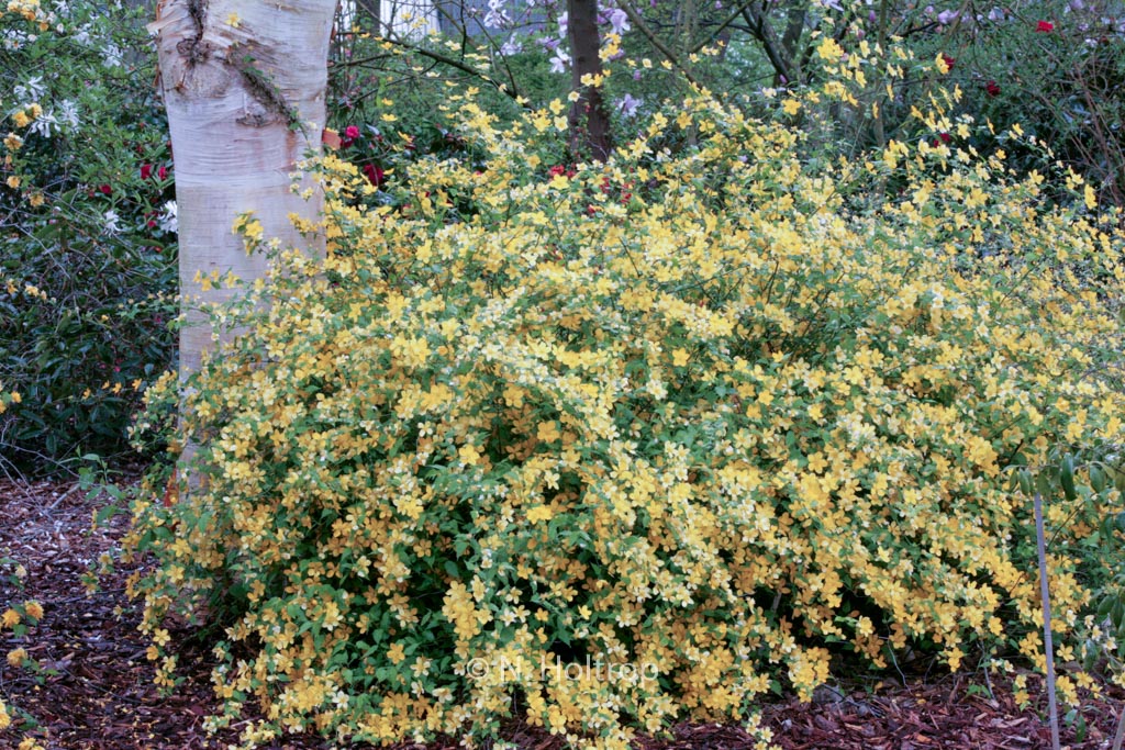 Kerria japonica ‘Golden Guinea’