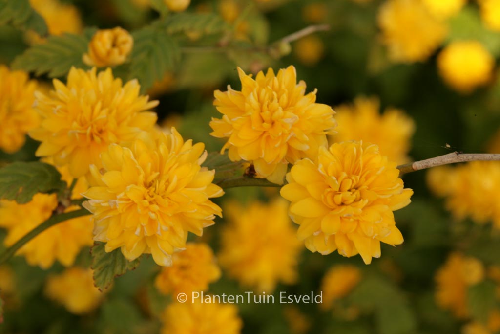 Kerria japonica ‘Pleniflora’