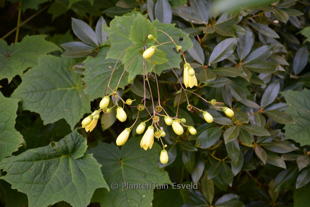 Kirengeshoma koreana