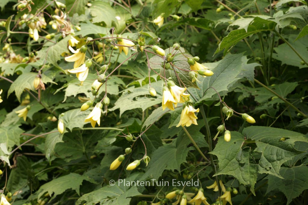 Kirengeshoma palmata