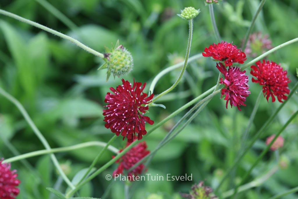 Knautia macedonica ‘Mars Midget’