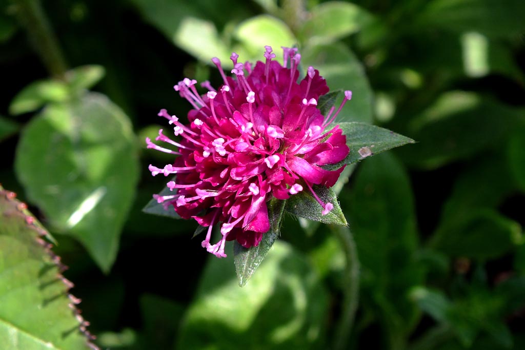 Knautia macedonica ‘Melton Pastels’