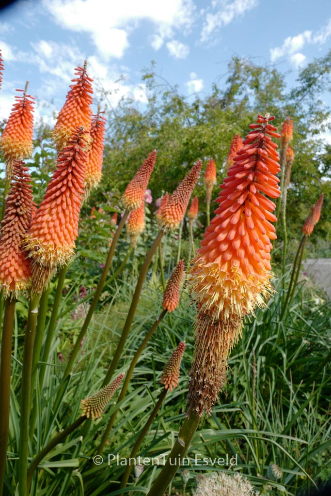 Kniphofia ‘Alcazar’