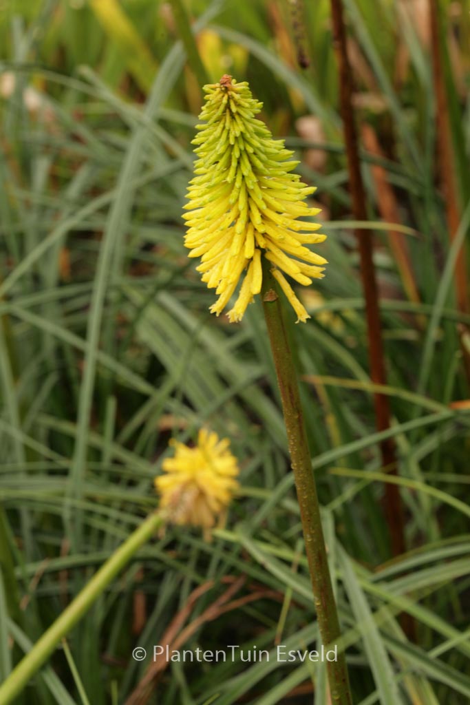 Kniphofia ‘Bees Lemon’