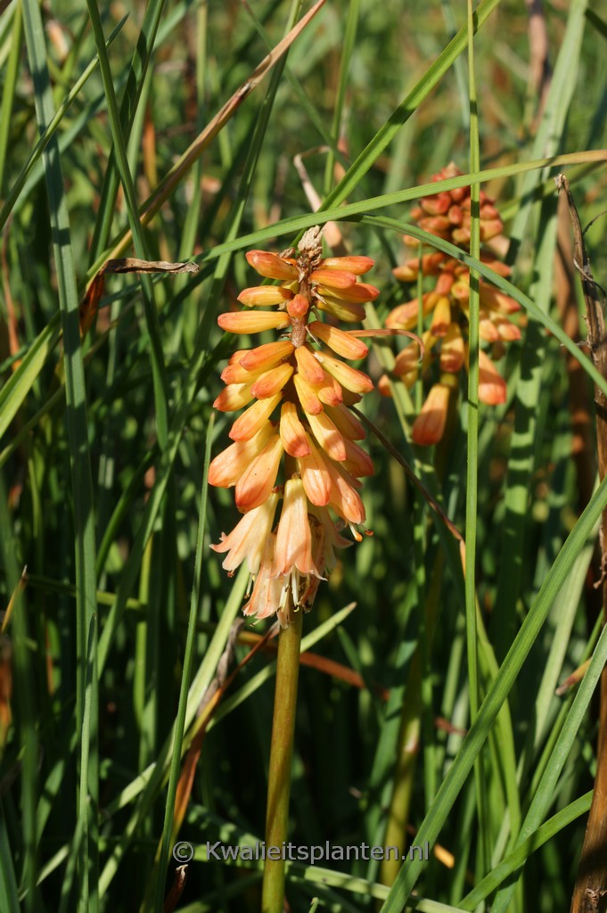 Kniphofia ‘Creamsicle’