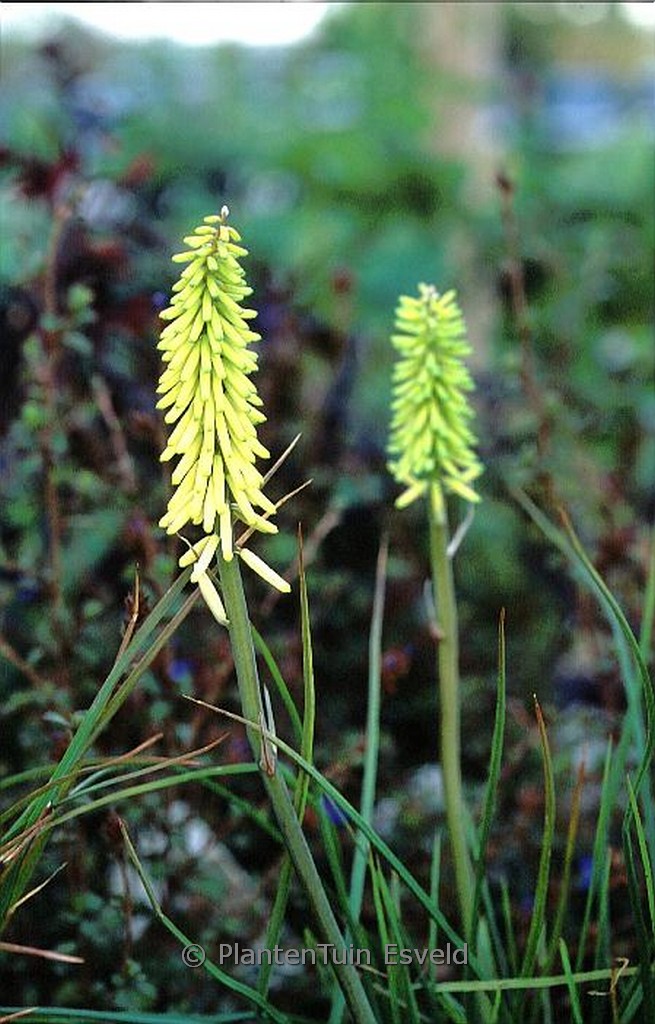 Kniphofia ‘Little Maid’