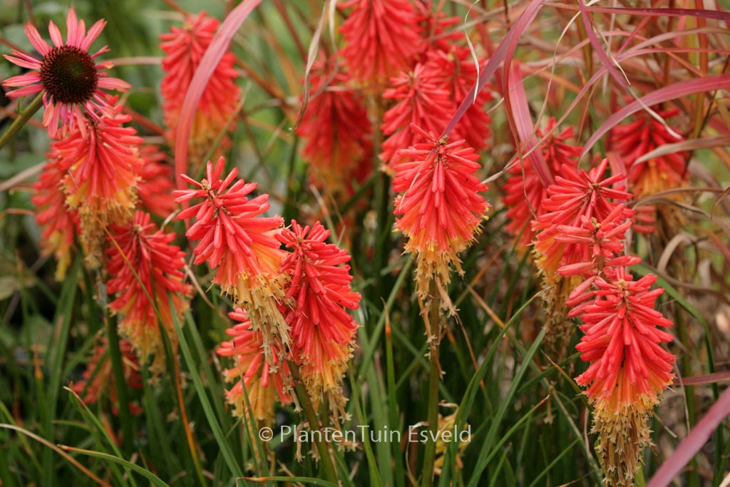 Kniphofia ‘Papaya Popsicle’
