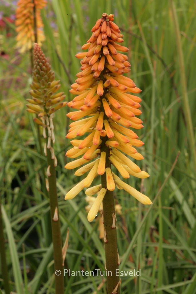 Kniphofia ‘Tawny King’