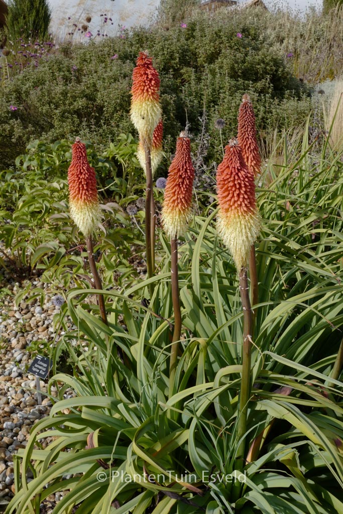 Kniphofia caulescens
