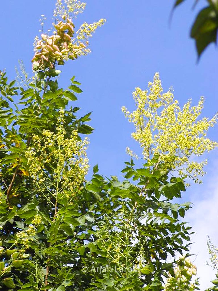 Koelreuteria paniculata ‘Fastigiata’